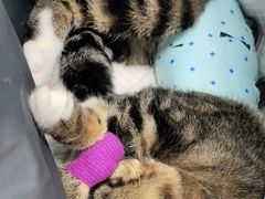 -纳吉亚猫专科动物诊疗中心(蒋宅口分院)