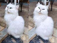 -喵屿·大理花园猫咖