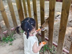 -王借岗森林公园