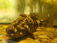 -巽寮印象美食部落餐厅·海鲜·地方特色菜(惠州体验店)