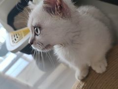 -佑安动物医院·全科·内窥镜中心(幸福巷店)