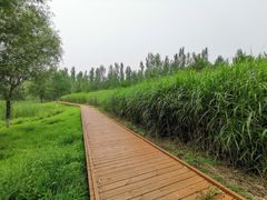 -东郊湿地公园