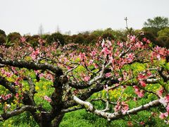 -南汇桃花村