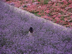 -紫颐香薰山谷景区
