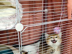 -屋虎猫馆(宝安大仟里店)