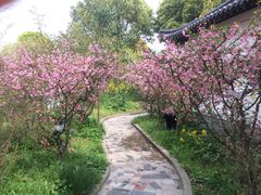 -南汇桃花村