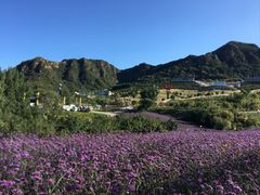 -密云玫瑰情园