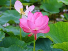-荷塘月色湿地公园·向阳花洲