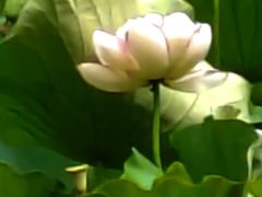 -陈家山荷花公园