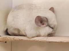 -龙猫仔乐园(惠福东路店)