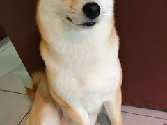 -柴务处·柴犬主题狗咖