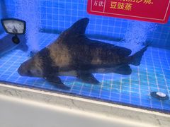-鱼痴渔醉·食鲜集(月亮湾店)