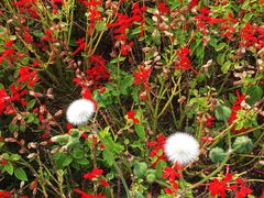 -羊亭河湿地公园