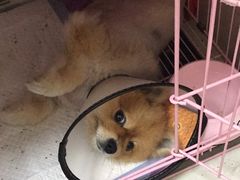 -瑞鹏宠物医院·微创内窥镜·骨外科·牙科(翠竹分院)