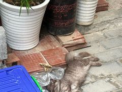 -新疆狼爷烤肉(宋庄店)