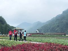 -广州市石门国家森林公园