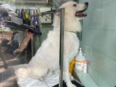 -瑞派动物医院·绝育·犬猫全科·预防医学(光景江南中店)