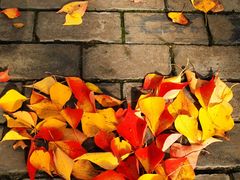 -上海佘山国家森林公园天马山园