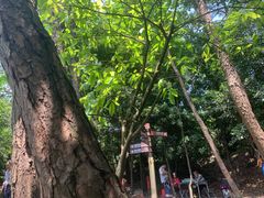 -铁山坪森林公园