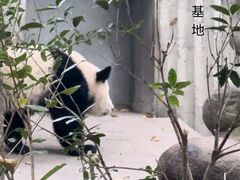 -成都大熊猫繁育研究基地