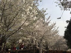 -武汉大学-樱园