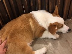 -浣熊柯尔鸭土拨鼠·电玩咖