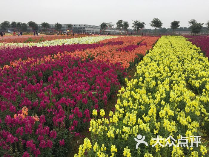 夢裡水鄉百花園圖片 - 第104張