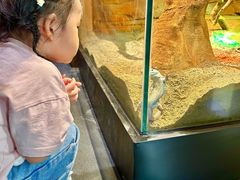 -帕帕拉兹宠物(亚洲旗舰店)