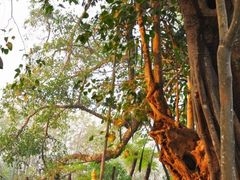 -瑞丽独树成林风景区