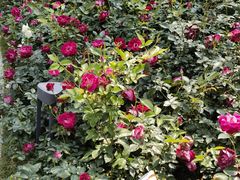 -人民公园(罗湖区)