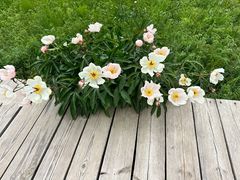 -乌拉盖芍药谷景区