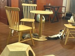 -楼上猫咖(罗湖店)