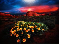 -罗红摄影艺术馆