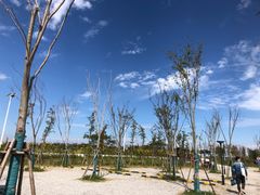 -春花秋色城市公园