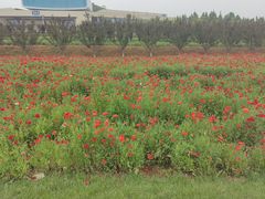 -君乐宝优致牧场