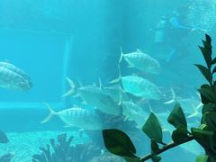 -海棠湾洲际-涛·海底餐厅·美人鱼·自助餐·海底隧道