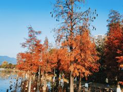 -飞来湖湿地公园