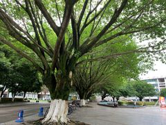 -四川农业大学(雅安校区)