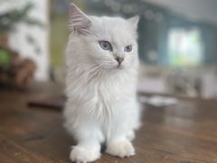 -吉丁鸟咖·异宠·寄养