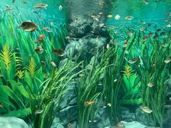 -上海海洋水族馆