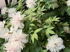 -洛阳市隋唐城遗址植物园