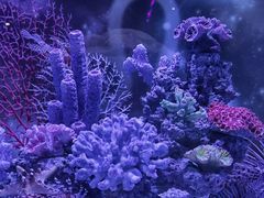 -上海海昌海洋公园