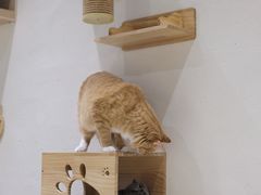 -藏猫猫咖啡主题馆(中央大道店)