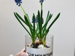 -双季花艺园艺市场(浦东店)