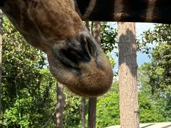 -清迈夜间动物园