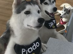 -Husky Go! 哈士奇体验馆·宠物咖啡厅狗咖