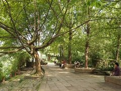 林荫道-成都市活水公园