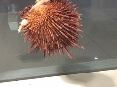-青岛贝壳博物馆