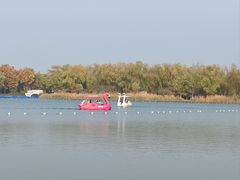 -大兴滨河森林公园