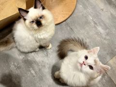 -楼上猫咖(罗湖店)